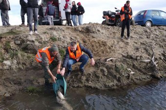 Mocsarasodó tóból édent varázsoltak a halaknak