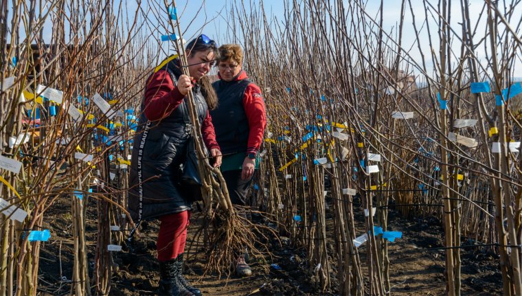 Közel 1300 facsemetét igényelhetnek a sepsiszentgyörgyiek