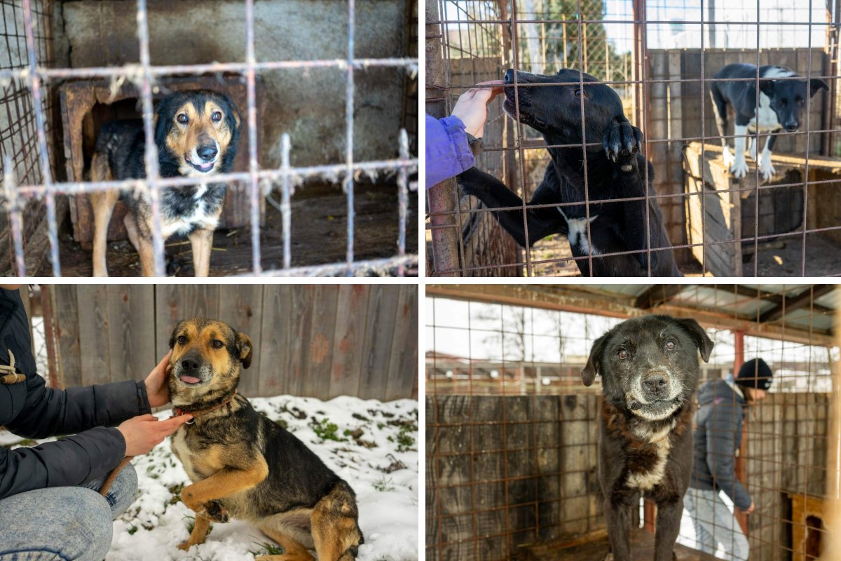 A fotókon látható kutyák örökbe fogadhatók. Érdeklődni a 0721 384 068-as telefonszámon lehet •  Fotó: AMY Kóbor Kutyákért Egyesület