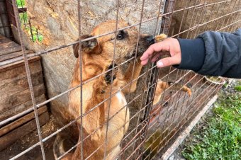 A kutyamenhely-bővítés nem oldja meg a gondokat