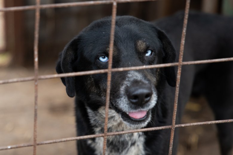Befogták az emberekre támadó kutyát, mégis a menhelyet támadták a kommentelők