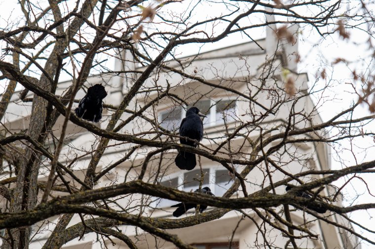 Gyakorlatilag a birtokukba vették a varjak Sepsiszentgyörgyöt