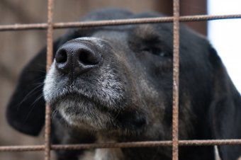 Nyolc kutyát altattak el a szépmezői menhelyen