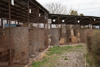 Nyolc kutyát altattak el tavaly a szépmezői menhelyen
