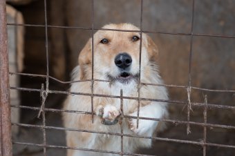Közös sétán ismerkedhetünk a szépmezői kutyamenhely lakóival