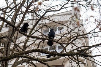 Gyakorlatilag a birtokukba vették a varjak Sepsiszentgyörgyöt