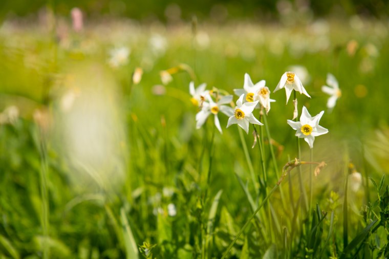 Zöldellő fák rejtik, napfény élteti az erdőfülei nárciszmezőt