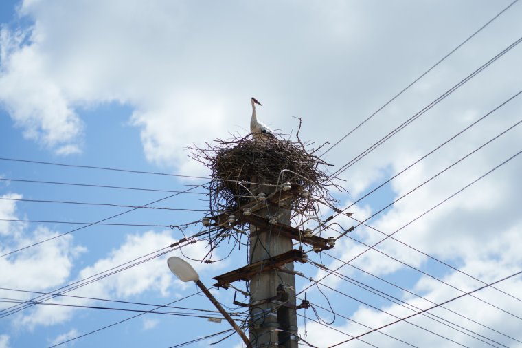 Az ember a legnagyobb ellensége, de az egyetlen mentőöve is a fehér gólyáknak