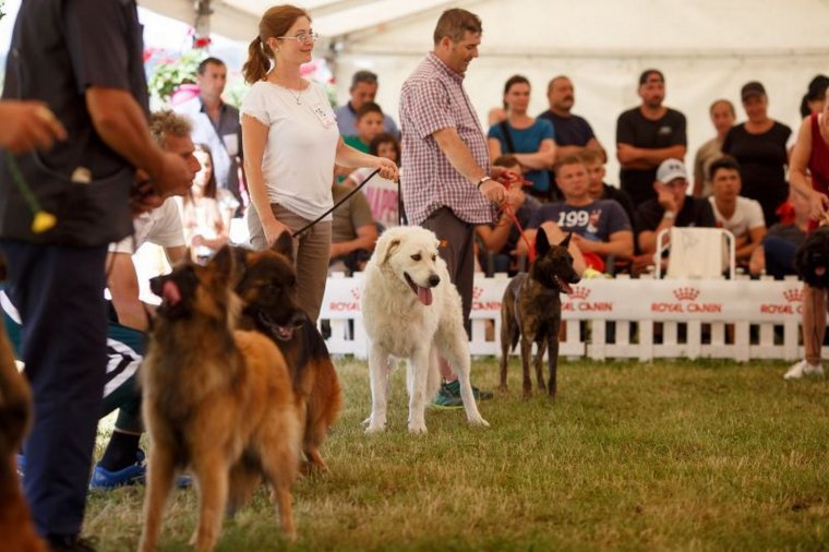 Több száz kutya vonul fel a hétvégén Bodokon