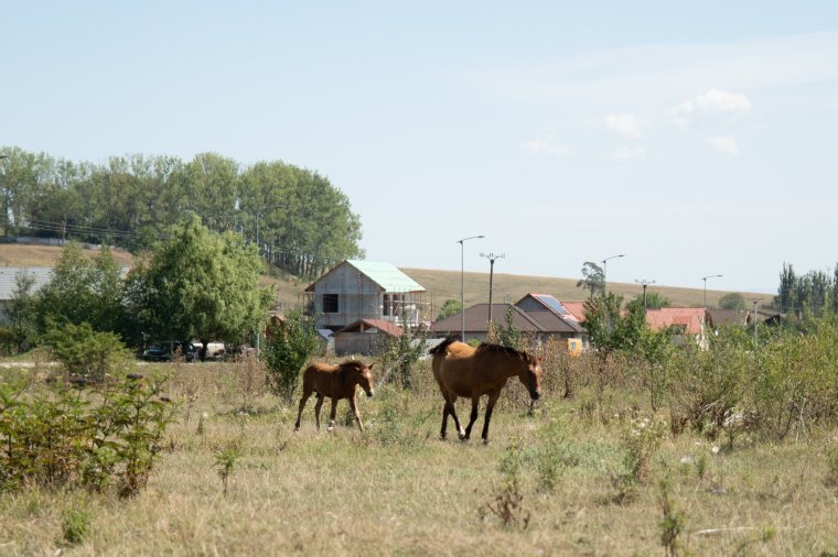 Menhelyet keresnek a bántalmazott nagytestű állatok számára, ez azonban nem akar összejönni