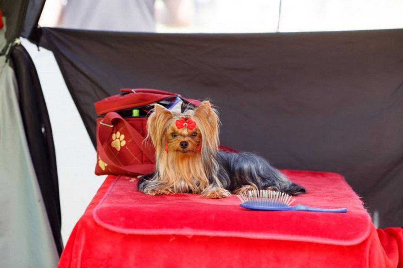 A yorkshire terrier is sokak kedvence és ennek megfelelően viselkedik is •  Fotó: www.achcovasna.ro