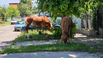 Kóbor lovaktól féltik autóikat a sepsiszentgyörgyiek
