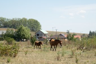Menhelyet keresnek a bántalmazott nagytestű állatok számára, ez azonban nem akar összejönni