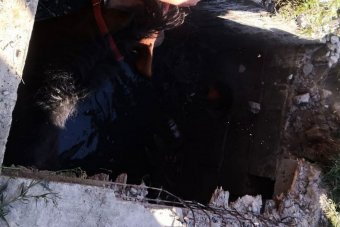 Pöcegödörből mentettek ki egy lovat