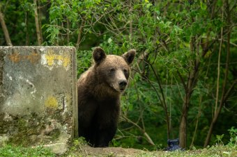 Újabb hétvégi házban „leltározott” a medve Bálványoson
