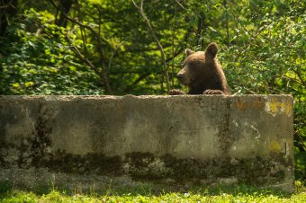 Kovászna megyében sem függesztik fel a medvekilövési engedélyeket