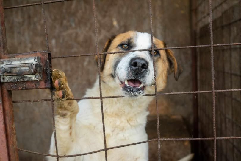 Körülbelül harminc kutya elaltatására készülnek Sepsiszentgyörgyön •  Fotó: Sepsiszentgyörgyi Kóborkutya Menhely / Facebook