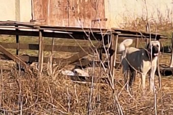 Szándékosan elhagyta a kutyáját, keményen megbüntették