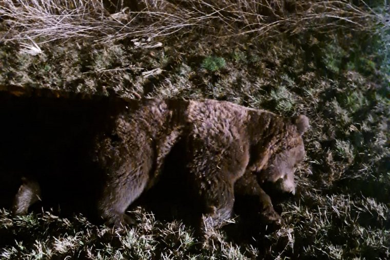 Medvével ütközött a teherautó, elpusztult a vadállat