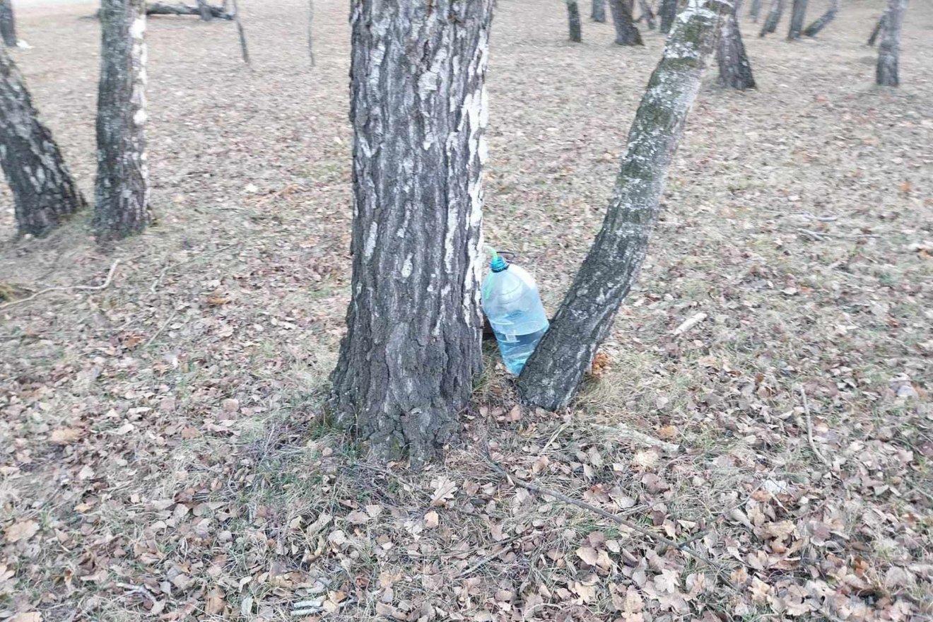 Kézenfekvő megoldás a Rétyi Nyír fáit megcsapolni, hiszen nem kell messze menni a nyírvízért, de mivel természetvédelmi terület, ezért tilos •  Fotó: Rétyi önkormányzat/Facebook