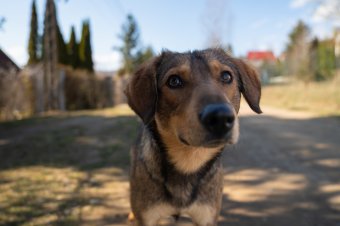 A felelőtlen állattartók hibájából túlzsúfoltak a kutyamenhelyek