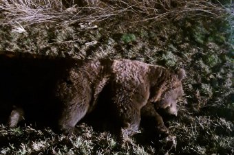 Medvével ütközött a teherautó, elpusztult a vadállat