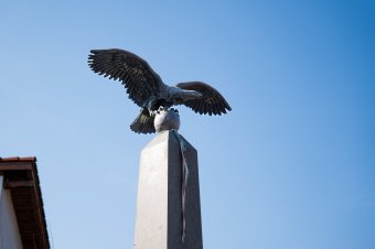 A magyarság szimbóluma, de voltaképpen melyik madár a turul?