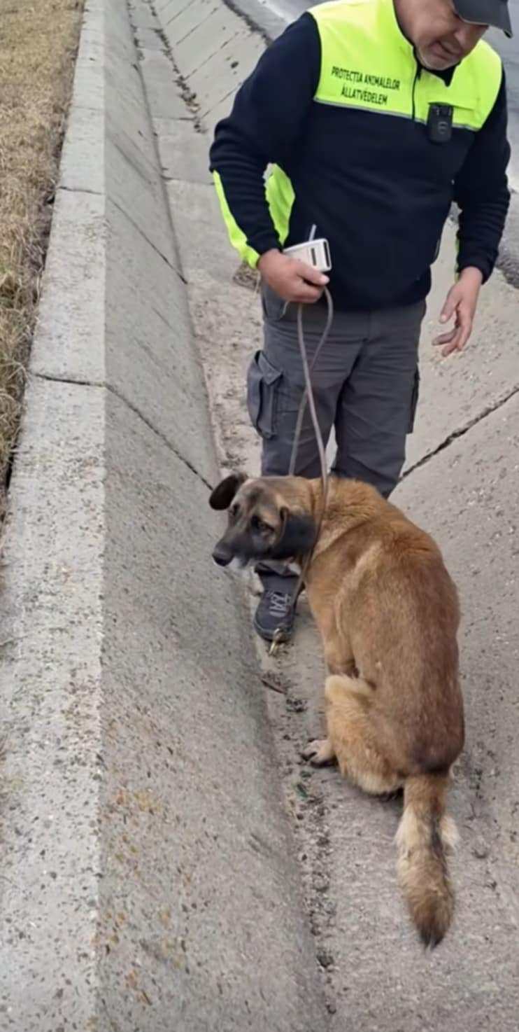 A félig lebénult kutya segítségére tavaly télen siettek az állatvédők •  Fotó: Forró Béla