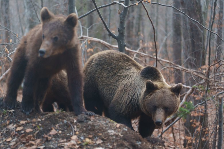 Az államfő aláírására vár a medvekilövési kvótát megduplázó törvénytervezet