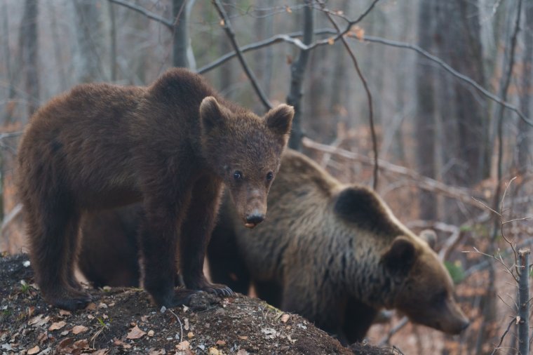 Két árva medvebocsot fogadott be a marosvásárhelyi állatkert