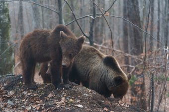 Kilőtték a Predeálon egy hegyimentőt életveszélyesen megsebesítő medvét