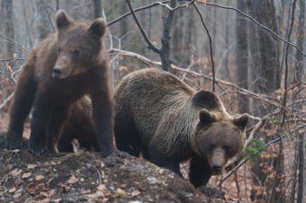 Napjaink kihívása: a turisztikai övezetek fejlesztésénél a medvékkel is számolni kell