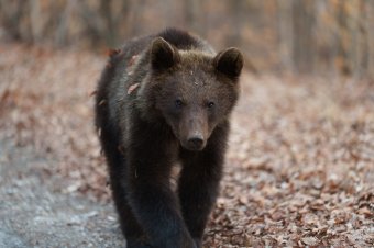 Haszonállatot pusztított el a medve Nyárádszeredában
