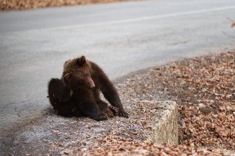 Tíz nap alatt hétszer riasztottak medve miatt Hargita megyében, de kevesebb a bejelentés, mint tavaly