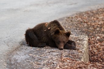 Jelentősen nőtt a medveriasztások száma idén Brassó megyében