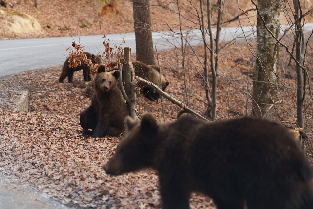 Kétszer több medvét lőnének ki jövőben