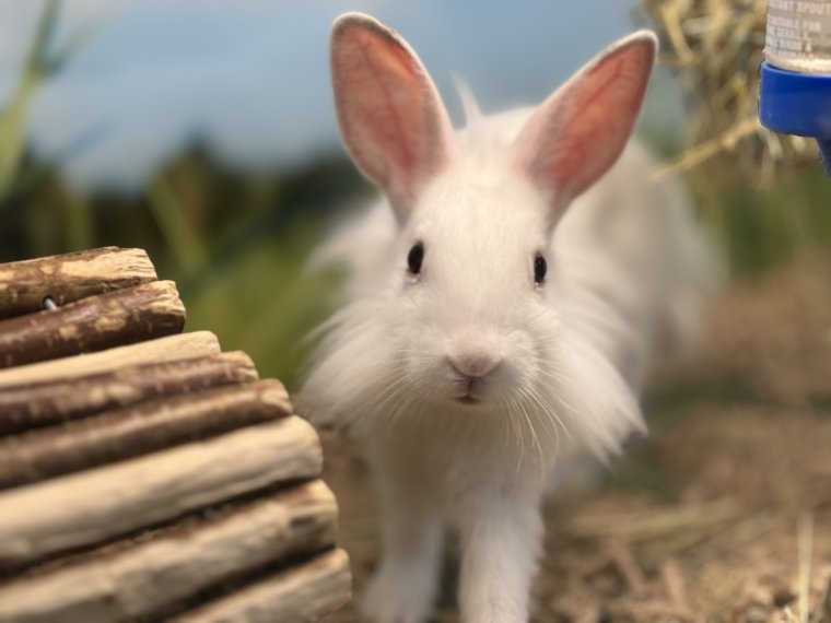 Nem ajándék, hanem felelősség: mi lesz a húsvéti nyuszik sorsa az ünnep után?