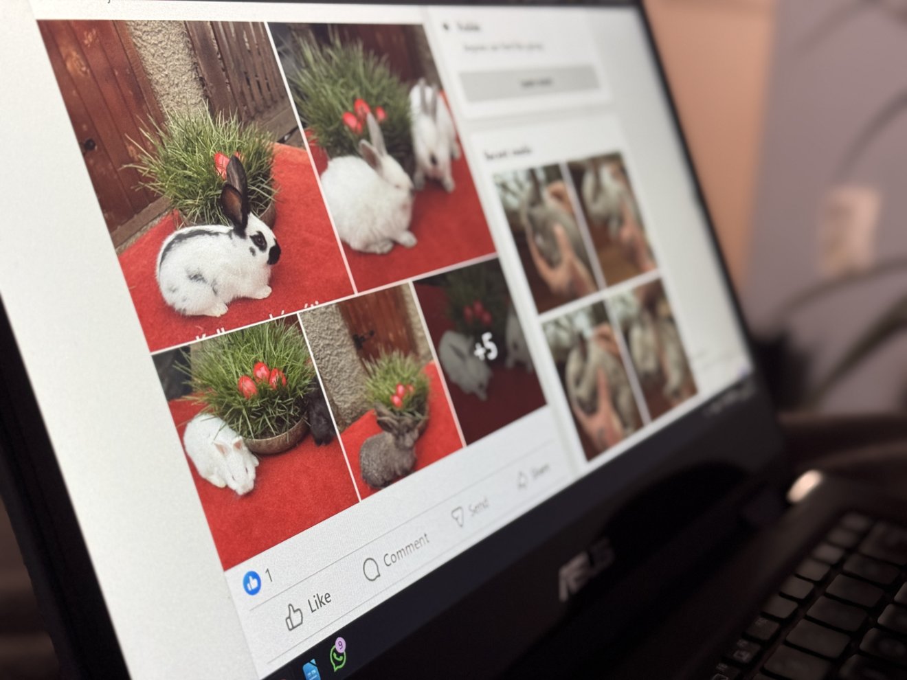Ma már mindenféle nyuszit árulnak az interneten •  Fotó: Farkas Orsolya