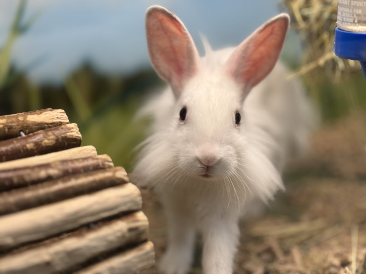 Nem ajándék, hanem felelősség: mi lesz a húsvéti nyuszik sorsa az ünnep után?