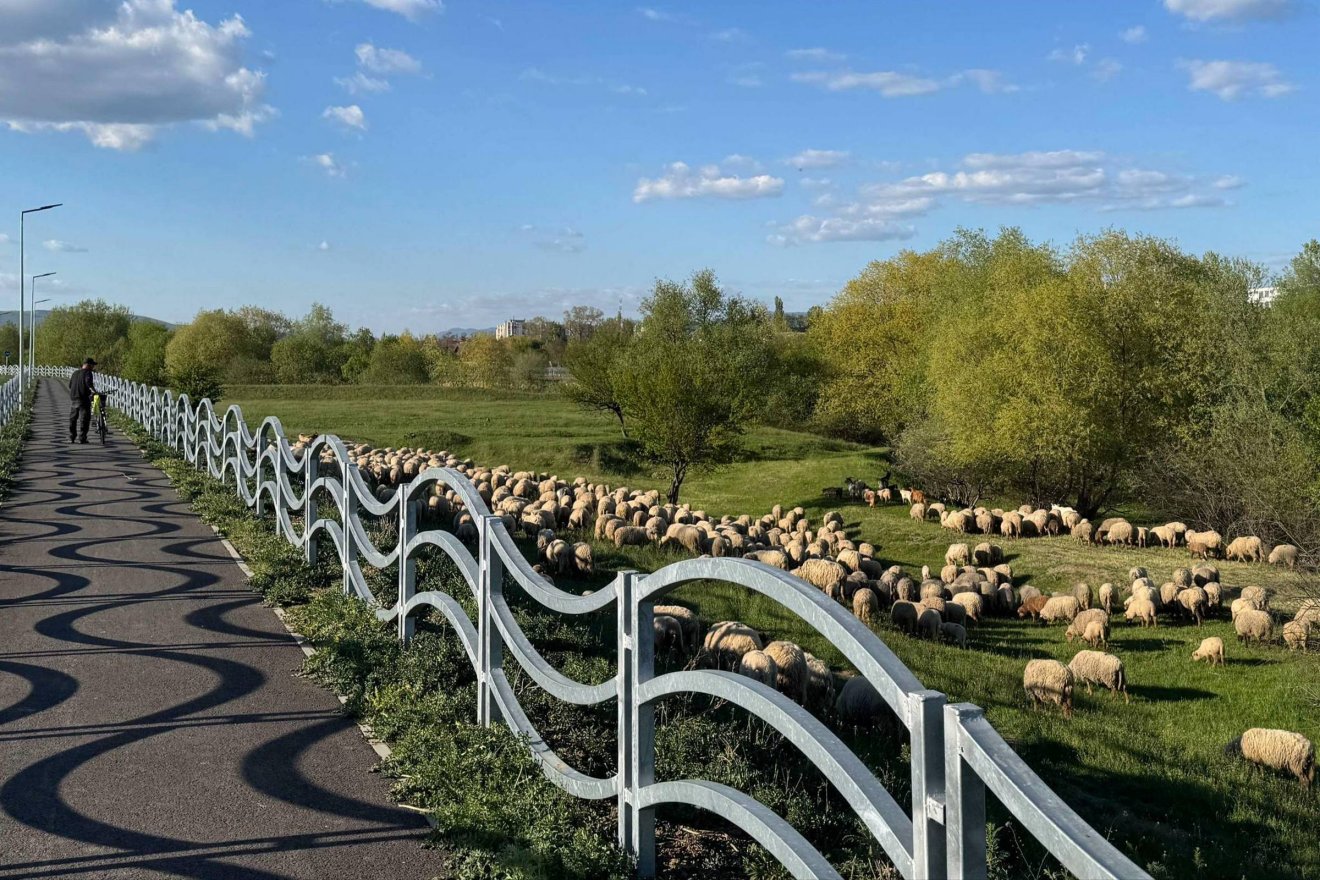 Kölcsönösen kellemetlenkednek egymásnak: a bicikliút a nyájnak és pásztorának, a nyáj időnként a bicikliúton haladóknak •  Fotó: Farkas Orsolya