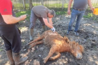 Juhokat öltek, pónilovat sebesítettek meg a medvék Sepsiszentgyörgy egyik lakónegyedében