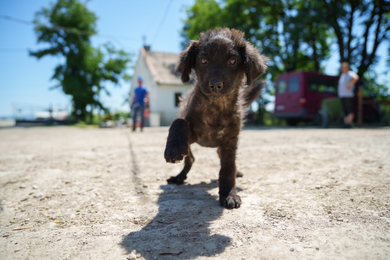 Kérdéses az utcán kóborló ebek sorsa • Fotó: Tuchiluș Alex