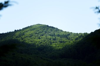 Megszorítások és reform az erdészetben – 41 igazgatóságból csak 12 marad