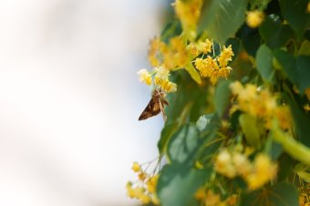 Rejtélyes lepkerajzás Sepsiszentgyörgyön