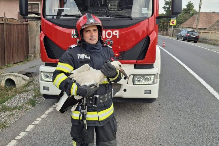 Gólyafiókát mentettek a tűzoltók Oltszemen