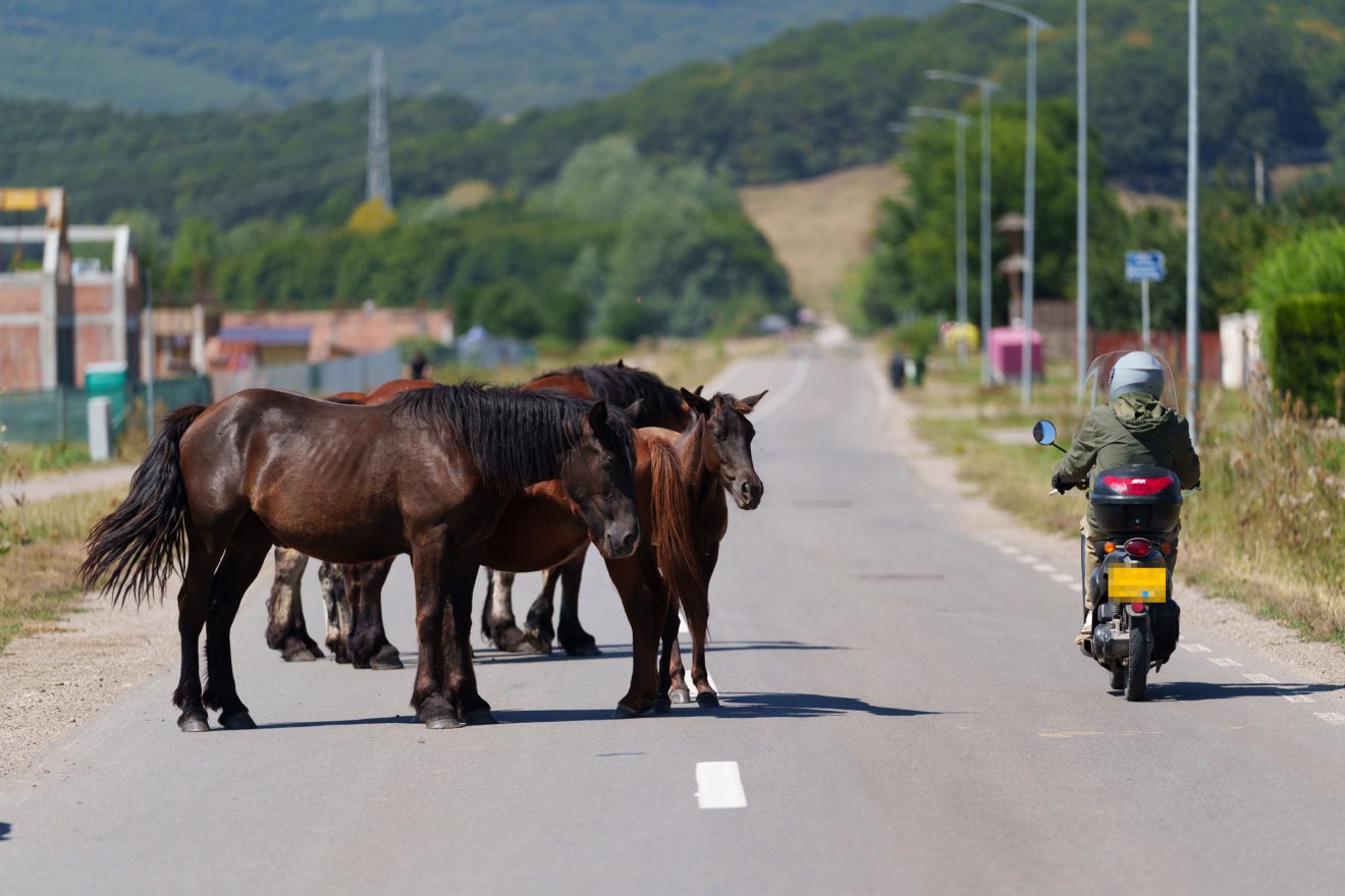 •  Fotó: Tuchiluș Alex
