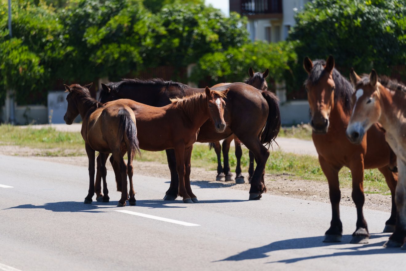 Szabadon kószáló lovak. Nem csak kutyák csatangolnak a közterületeken •  Fotó: Tuchiluș Alex