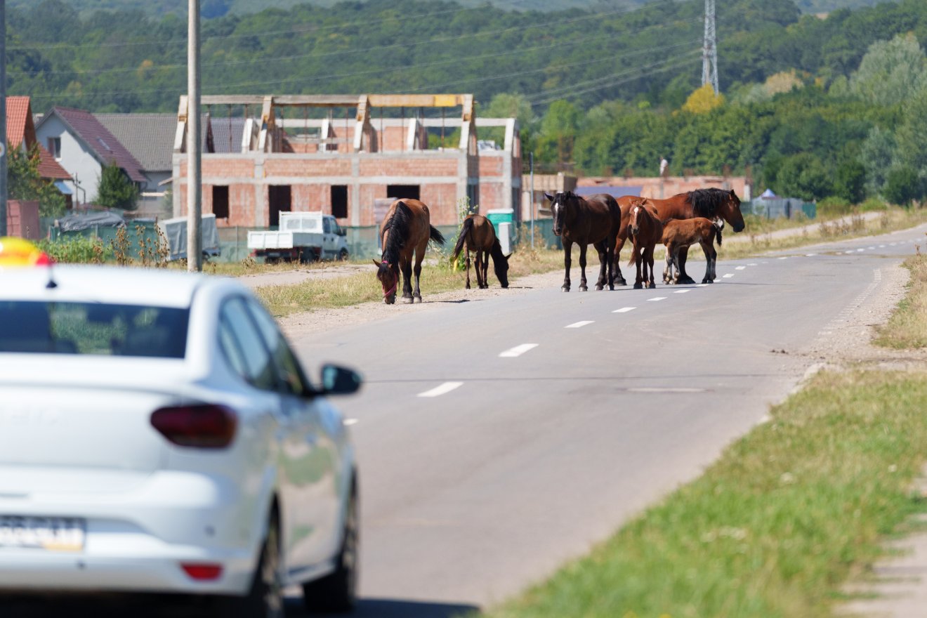 &bullet;  Fotó: Tuchiluș Alex