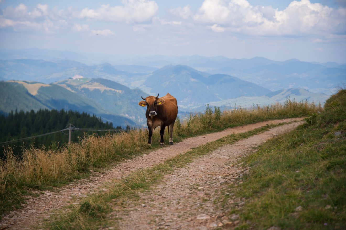 Spanyolországban a gazdák már kint hagyhatják az elpusztult állatokat, hogy égetés helyett a keselyűk takarítsák el &bullet;  Fotó: Tuchiluș Alex