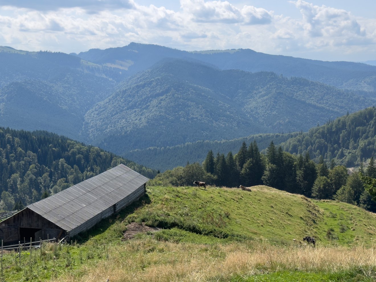 Ez a kilátás fogadott a Stânișoara-hágón •  Fotó: Farkas Orsolya